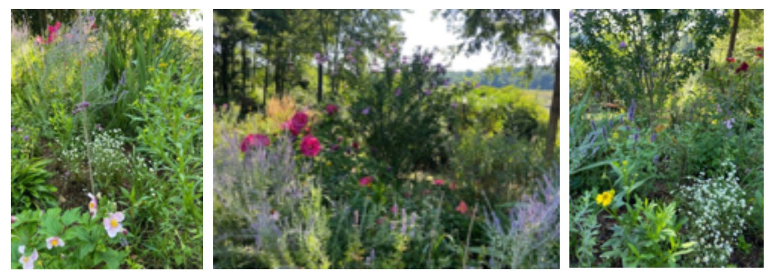 Left to right pic: Japanese anemone, hibiscus, verbena, wildflower daisy; Russian Sage, hibiscus, hyssop, Rose of Sharon; Hellenium (orange). Photo credit: Rebecca Sive