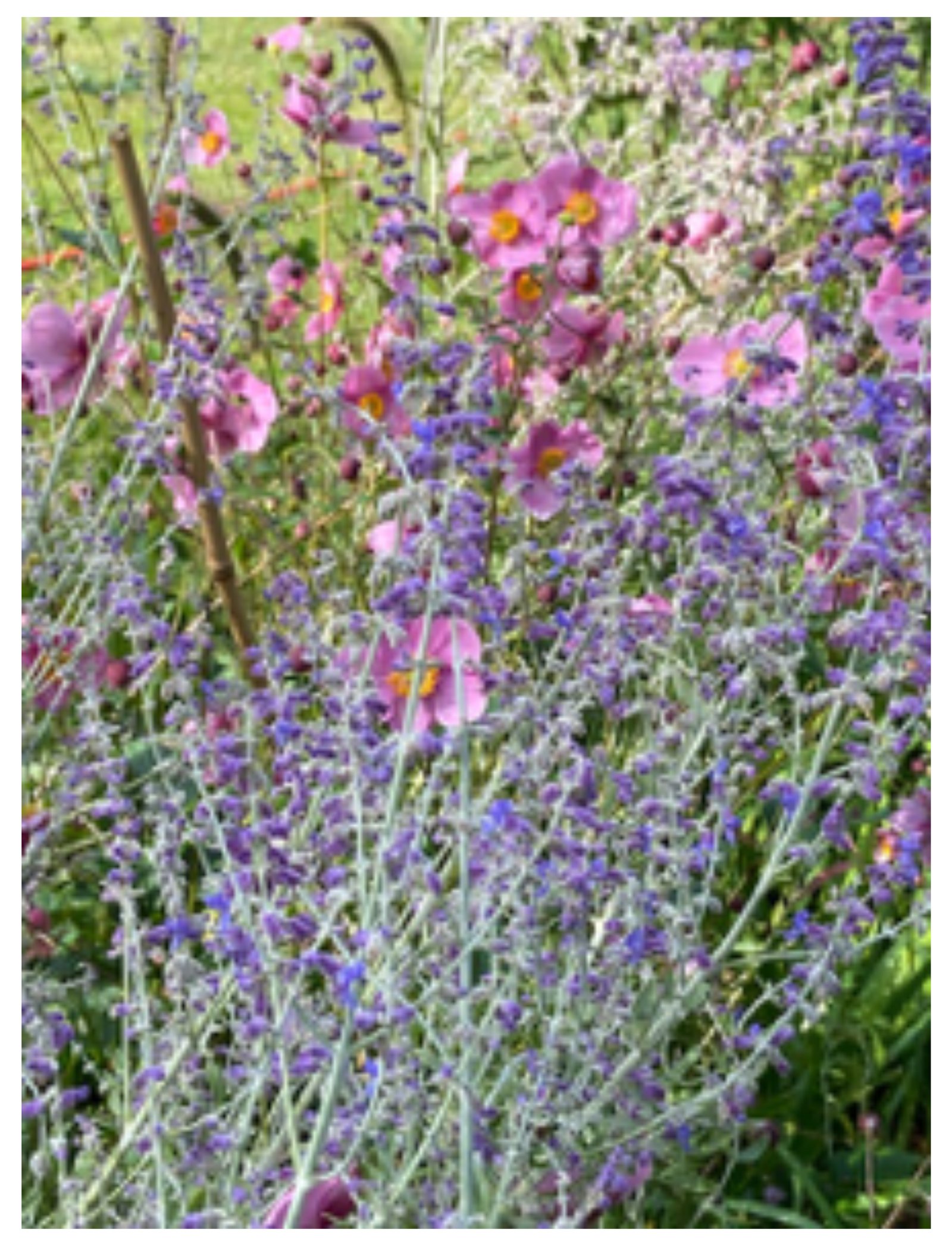 Japanese anemone and Russian Sage. Photo credit: Rebecca Sive