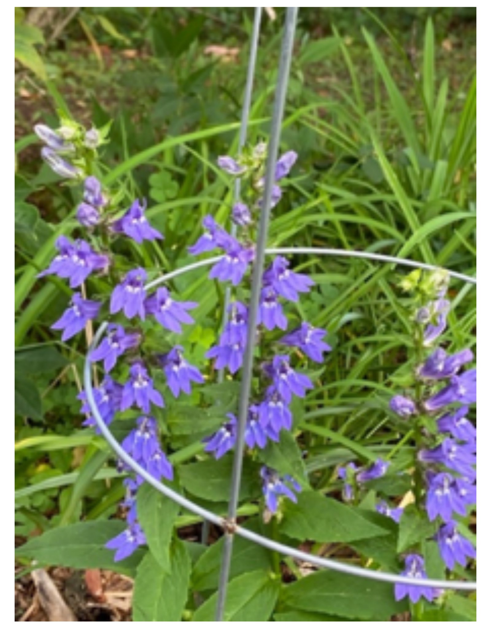 Wild Blue Lupine. Photo credit: Rebecca Sive
