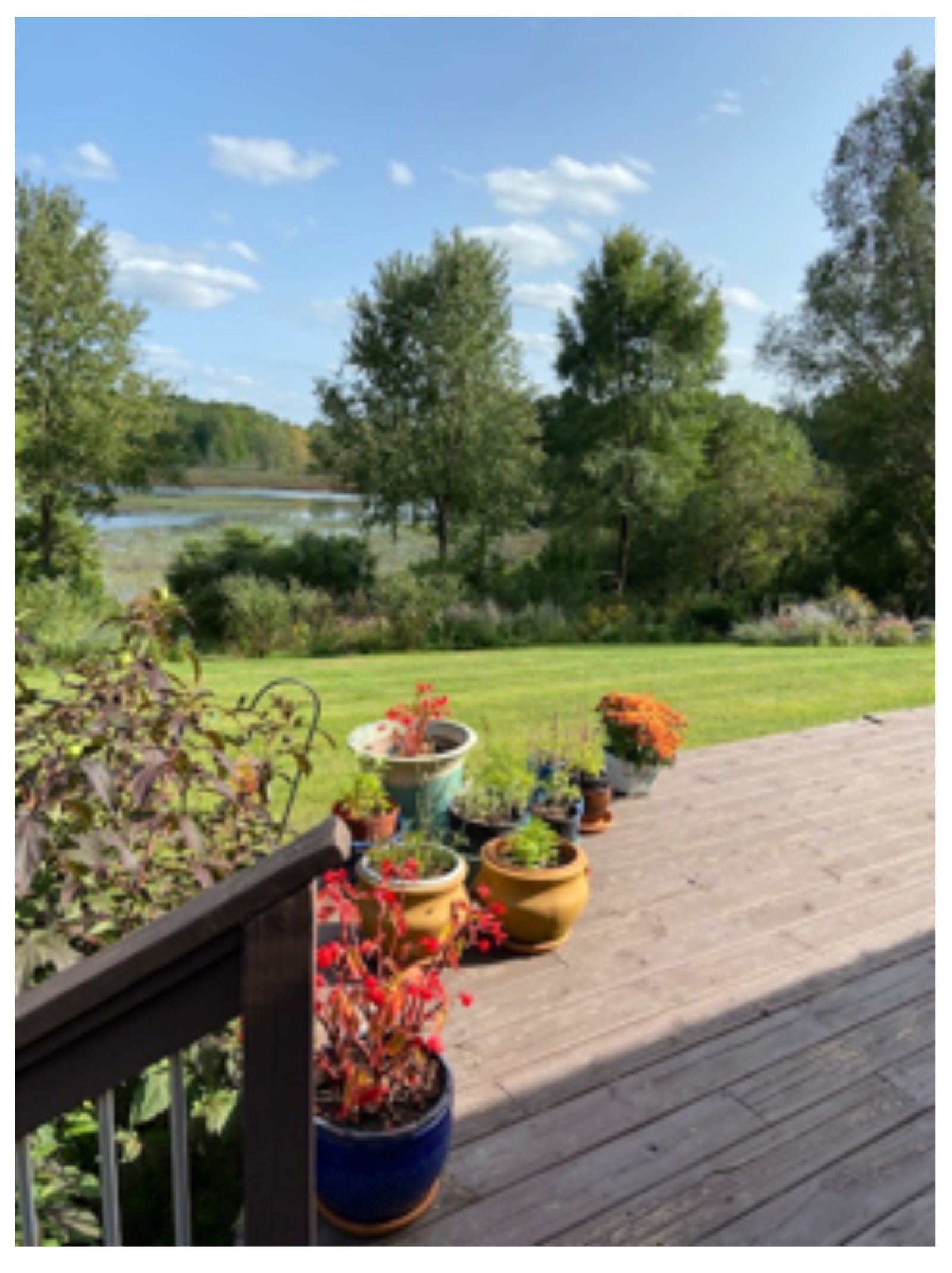 End-of-season, mid-September hibiscus bush, begonias, various herb pots, and a mum I didn’t grow. Photo credit: Rebecca Sive