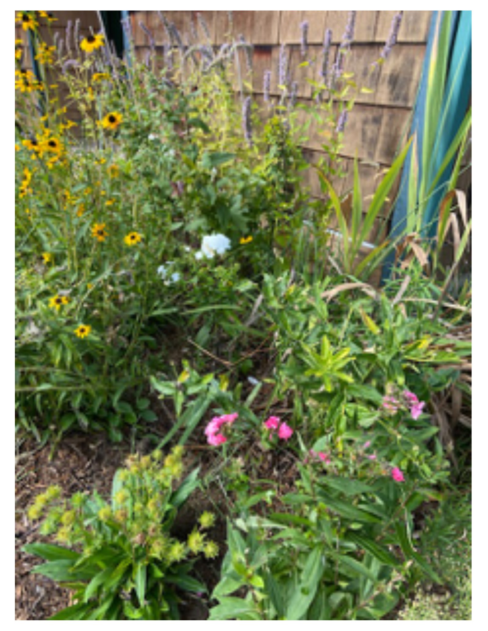 Black-eyed Susan, hyssop, white and pink phlox, post flowering Stoke’s Aster, yellow penstemon, butterfly weed, and crocosimia. Photo credit: Rebecca Sive