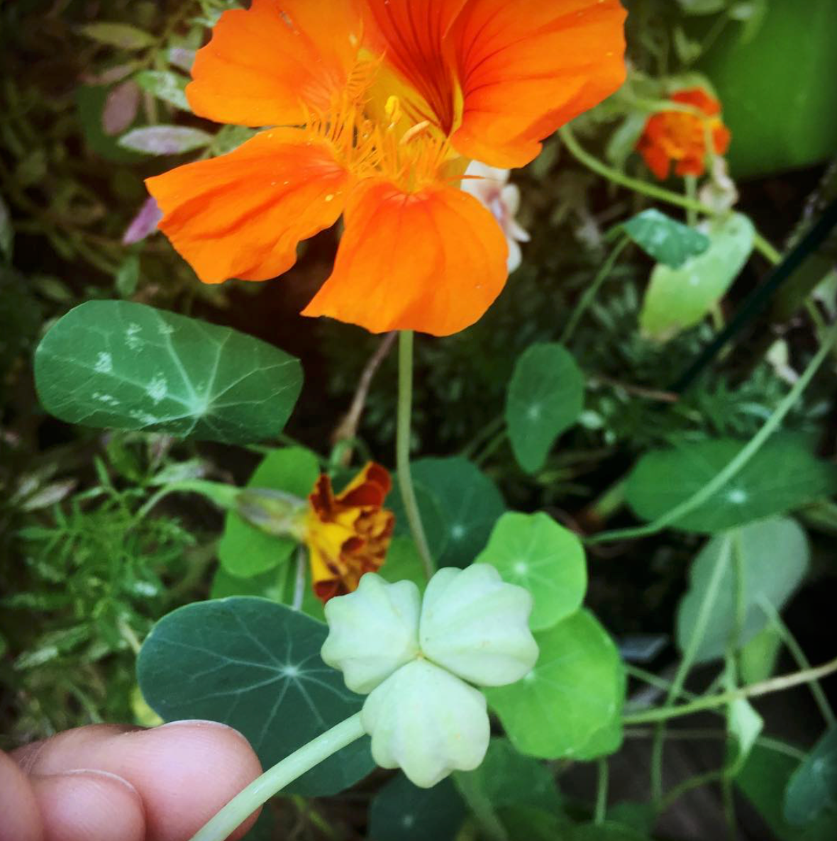 Nasturtium seeds forming in my garden. I have to keep a close eye on Nasturtium seeds so that I can harvest them at the right time before they fall away from the stem. They are edible and a wonderful trailing plant to border a garden. They are generous in bloom and long lasting, through late summer and fall.
