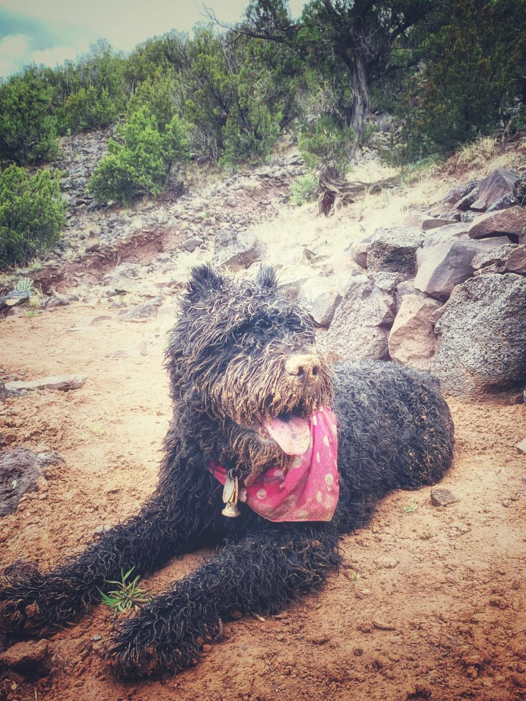 Muddy the bouvier relaxing after a romp in the desert.